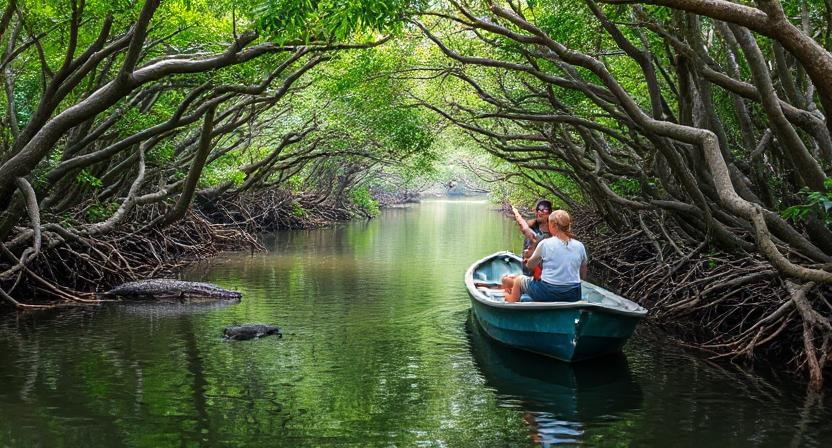 Mangrove Tour in Costa Rica
